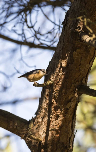 Nuthatch, sitta europaea, — Stock Photo, Image