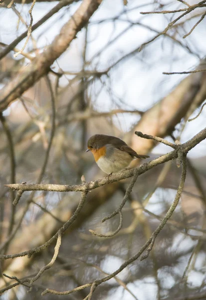 Erithacus rubecula, robin — Stockfoto