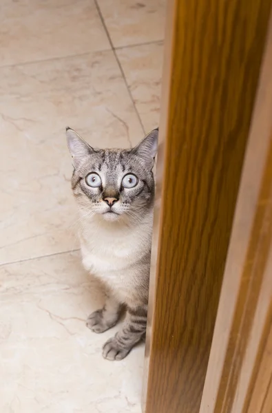 Pequeño gato posando — Foto de Stock