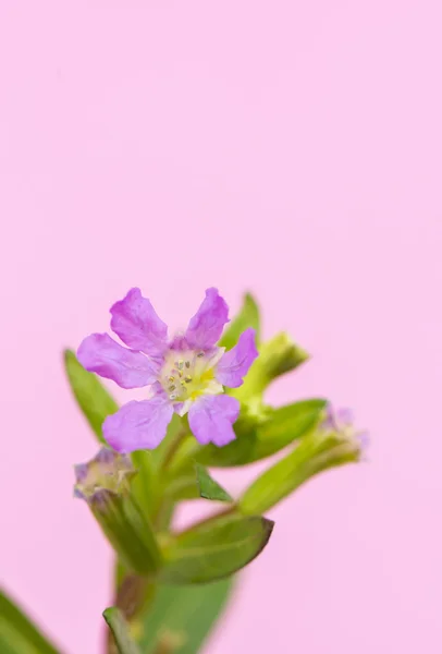 Violet en bloemen Stockafbeelding
