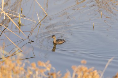 Küçük batağan Yüzme 