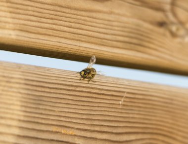 Ahşap üzerine tünemiş arı