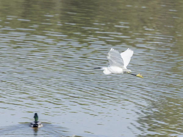 Gemeenschappelijke zilverreiger, Egretta garzetta — Stockfoto