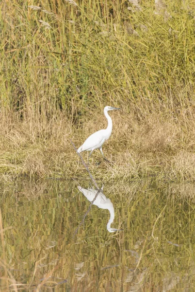 Gemensamma Egret, Egretta garzetta — Stockfoto