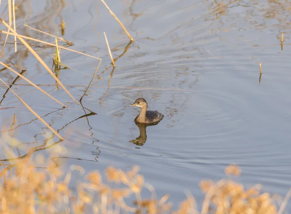 Potápka malá, plavání — Stock fotografie