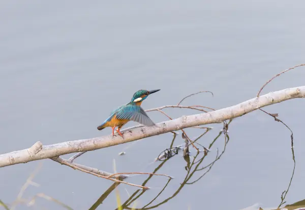 Alcedo atthis, зимородок , — стокове фото