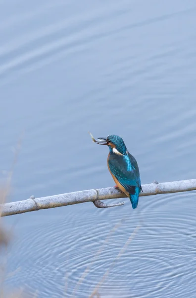 Alcedo atthis, kungsfiskare, — Stockfoto