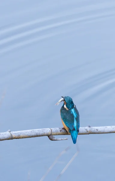 Já nisto, pescador-rei. , — Fotografia de Stock