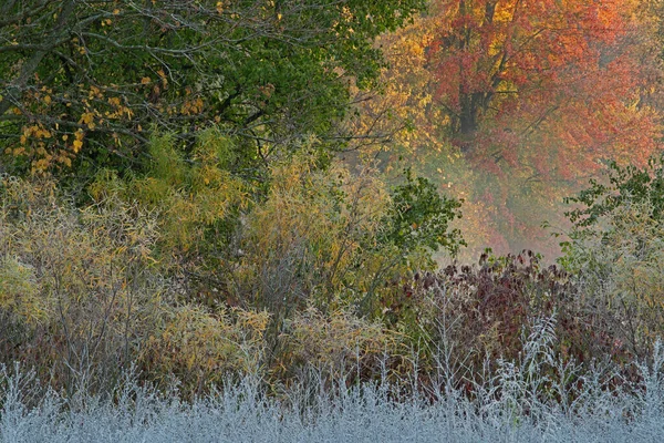 Autumn Landscape Foggy Frosted Shoreline Whitford Lake Fort Custer State — Stock Photo, Image