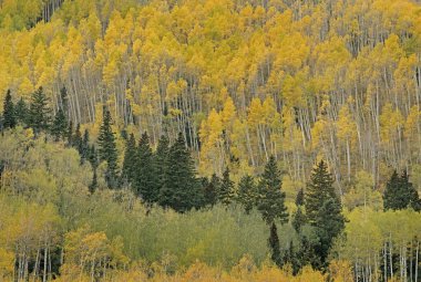 Kozalaklı ve kavak ormanlarının sonbahar manzarası, Elk Dağları, Colorado, ABD