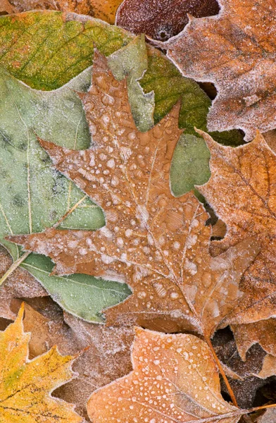 Close Fallen Frosted Autumn Maple Oak Leaves Showing Texture Pattern — Stock Photo, Image