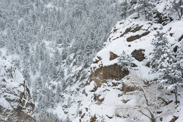 Conifères Rochers Floqués Neige Montagne Flagstaff Montagnes Rocheuses Près Boulder — Photo