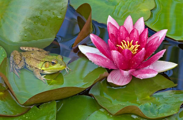 Detailní Záběr Růžové Lilie Zelené Žáby Odpočívající Liliové Podložce Michigan — Stock fotografie