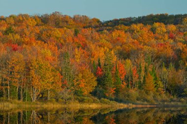 Orman Gölü 'nün sonbahar manzarası sakin sularda yansıyan yansımalarla, Hiawatha Ulusal Ormanı, Michigans Yukarı Yarımadası, ABD