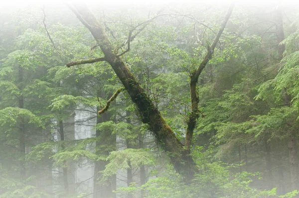 霧の中の海岸レッドウッドの森の風景 プレーリークリーク州立公園 カリフォルニア州 アメリカ — ストック写真