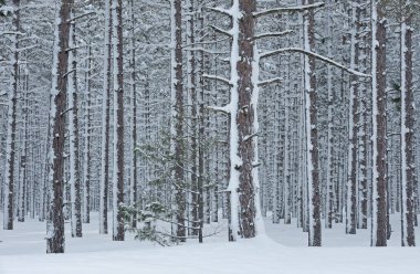 Karlı bir çam ormanının kış manzarası, Hiawatha Ulusal Ormanı, Michigan 'ın Yukarı Yarımadası, ABD