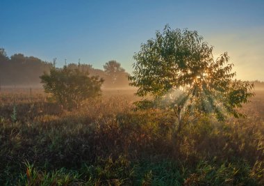 Güneşin doğuşunda sisli ağaçlar ve altın çimlerle kaplı yaz çayırları, Al Sabo Land Preserve, Michigan, ABD