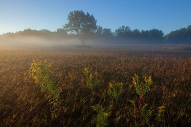 Siluetli ağaçlarla sisli yaz çayırları, gün doğumunda çiçek açan altın çubuklar ve altın otlar, Al Sabo Land Preserve, Michigan, ABD