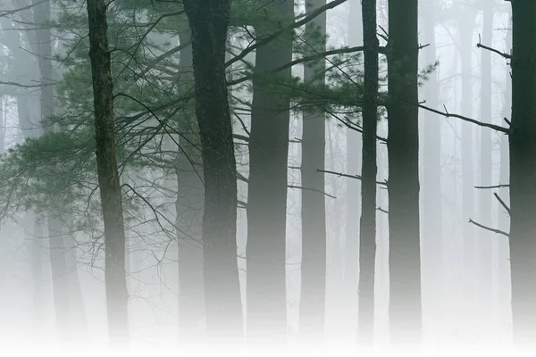 霧の中の森の春の風景 ケロッグの森 ミシガン州 アメリカ — ストック写真