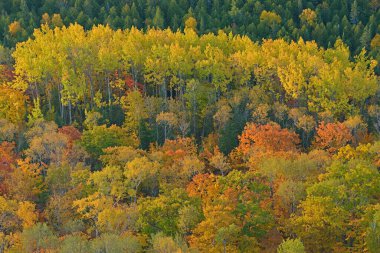 Brockway Mountain Drive 'dan sonbahar ormanı manzarası, Michigan' ın Yukarı Yarımadası, ABD