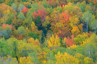 Brockway Mountain Drive 'dan sonbahar ormanı manzarası, Michigan' ın Yukarı Yarımadası, ABD