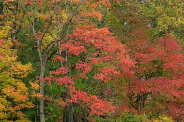 Bataklığın kenarında sonbahar manzarası, Fort Custer State Park, Michigan, ABD