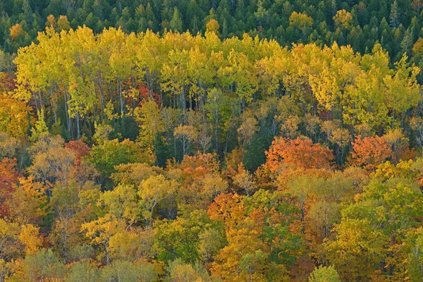 Пейзаж Осеннего Леса Brockway Mountain Drive Верхний Полуостров Мичигана Сша — стоковое фото
