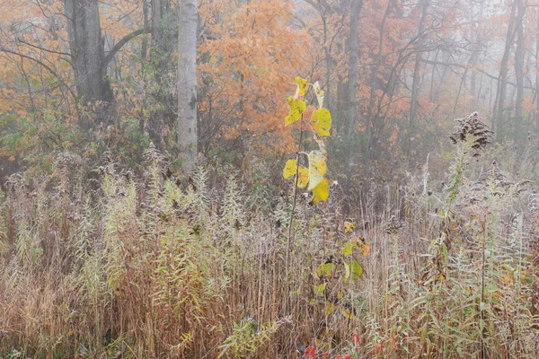 Туманный Матовый Осенний Пейзаж Луга Леса Форт Кастер Мичиган Сша — стоковое фото