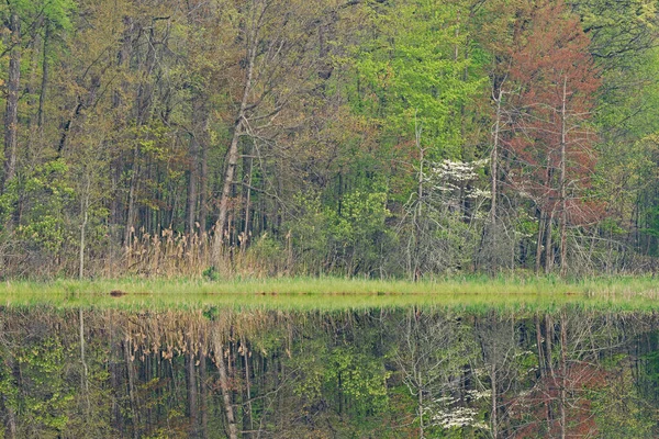 Frühlingslandschaft Ufer Des Deep Lake Mit Hartriegel Voller Blüte Und — Stockfoto