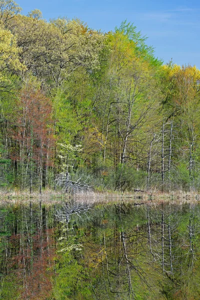 Spring Landscape Shoreline Deep Lake Dogwood Bloom Mirrored Reflections Calm — Stock Photo, Image