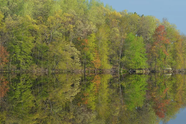 Paisagem Primavera Costa Long Lake Com Dogwood Flor Com Reflexos — Fotografia de Stock