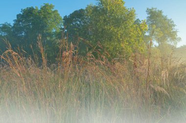 Michigan, ABD 'de sonbahar manzarası sisli, uzun otlakların doğuşuyla başlıyor.