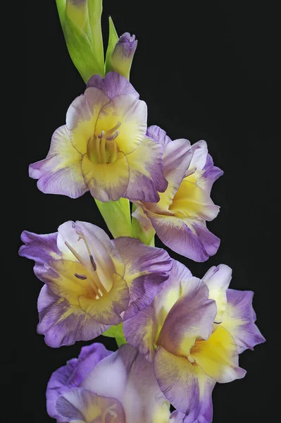 Close-up of violet and yellow gladiolas revealing their details, patterns, and textures