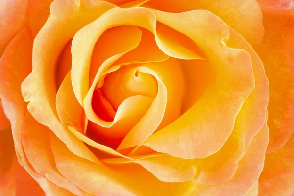 一只黄色玫瑰的特写揭示了它的图案 结构和细节 — 图库照片