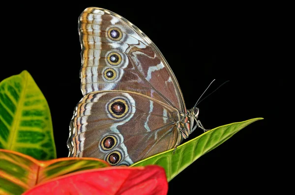 Mariposa Morfo Azul Común Morpho Peleides Encaramada Hoja — Foto de Stock