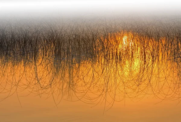 Nebelige Abstrakte Landschaft Aus Schilf Und Spiegelungen Ruhigen Wasser Bei — Stockfoto