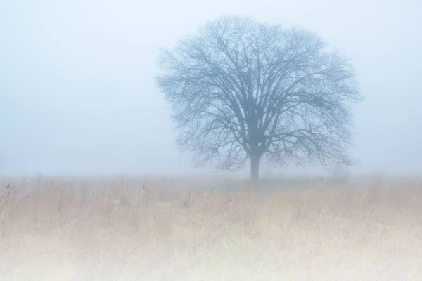 霧の中の背の高い草の草原の秋の風景 フォートカスター州立公園 ミシガン州 — ストック写真