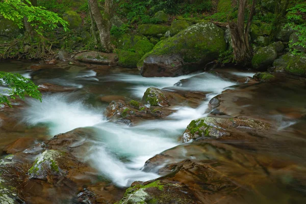 Letni Krajobraz Rzek Kaskady Cosby Creek Park Narodowy Great Smoky — Zdjęcie stockowe