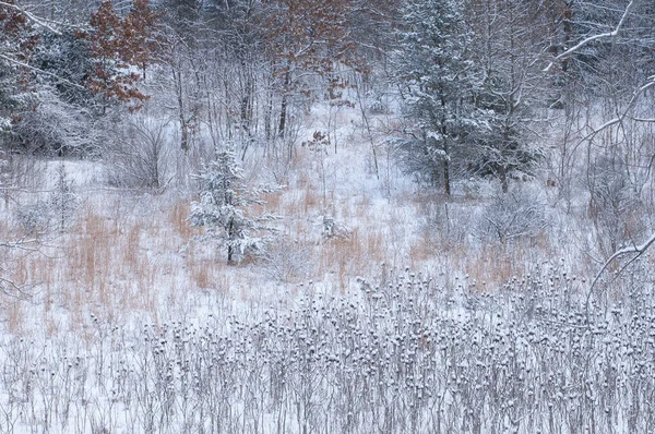 Paisagem Inverno Prado Neve Michigan Eua — Fotografia de Stock