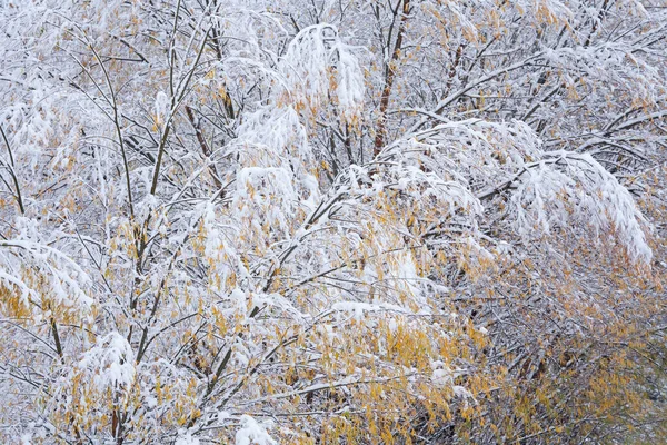 Landscape Snow Flocked Autumn Willow Trees Michigan Usa — Stock Photo, Image