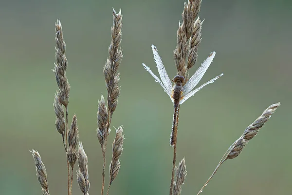 Primo Piano Una Libellula Coperta Rugiada Appollaiata Teste Semi Erba — Foto Stock