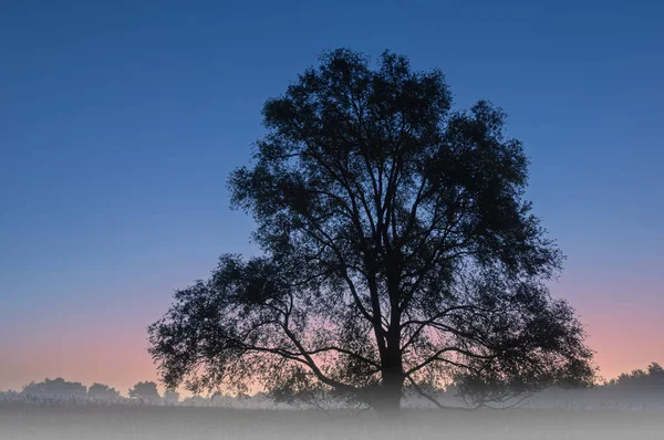 シルエット化された木のAl Sabo牧草地の夜明けの霧の夏の風景 ミシガン州 アメリカ — ストック写真