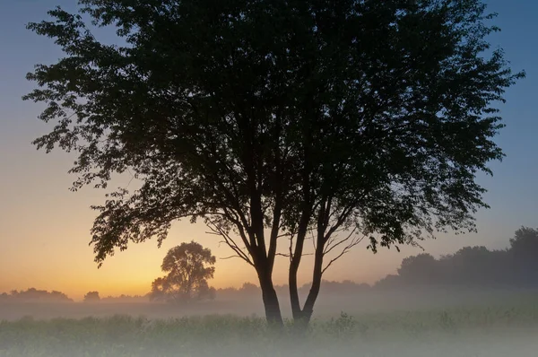 Foggy Sommar Landskap Gryningen Sabo Äng Med Siluett Träd Michigan — Stockfoto