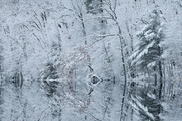 Winter Landscape Snow Flocked Trees Shoreline Hall Lake Reflections Calm — Stock Photo, Image