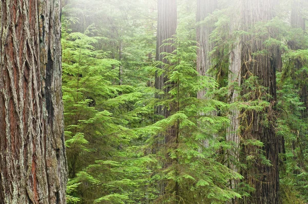 Tájkép Part Menti Vörösfenyő Erdő Könnyű Köd Prairie Creek State — Stock Fotó