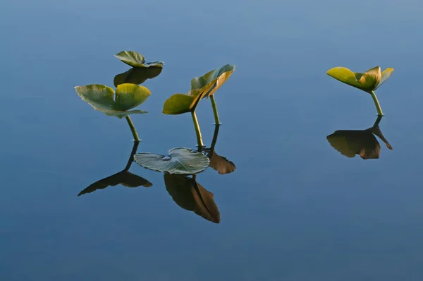 Landscape Water Lily Pads Reflections Calm Water Hall Lake Yankee — Stock Photo, Image