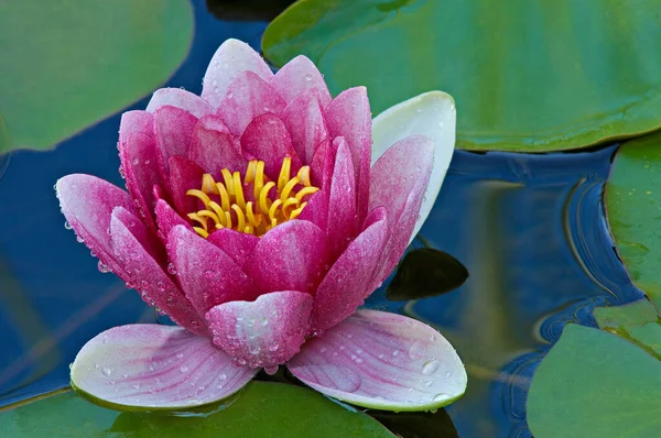 Close Pink Water Lily Framed Leaves Reflections Calm Water — Stock Photo, Image