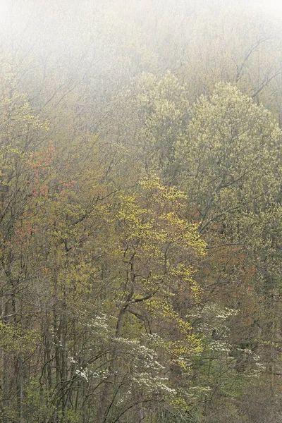 Foggy Våren Landskap Skog Med Dogwoods Blom Lake Doster Michigan — Stockfoto