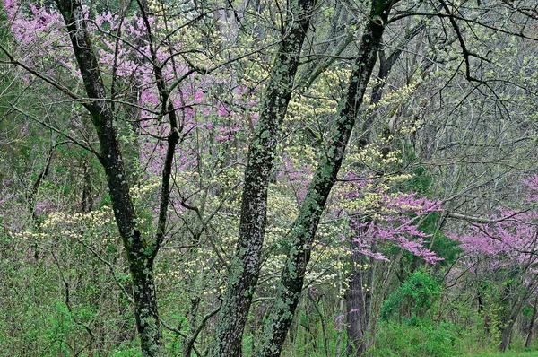 Landskap Rdhundar Och Dknoppar Blom Bernheim Forest Kentucky Usa — Stockfoto