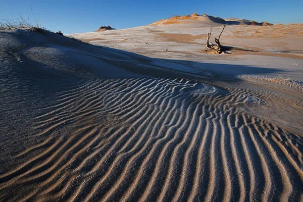 Frosted Winter Landscape Stump Silver Lake Sand Dunes Silver Lake — Stockfoto